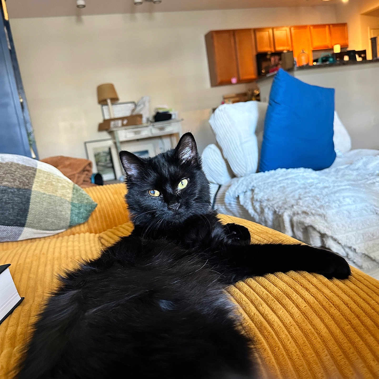 Soul is registered to the contest to win money with this photo: black_cat, blanket, cat, close_up, couch, cozy, cushion, fur, furniture, gaze, home_interior, indoor, living_room, pet, pillow, portrait, relaxed, sunlight, whiskers, yellow_eyes