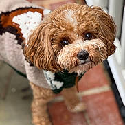 Rocco is registered to the contest to win money with this photo: dog, curly_hair, brown_dog, sweater, pet_clothing, cute, looking_up, outdoor, brick_floor, concrete_floor, close_up, portrait, furry, animal, companion, domestic_animal, friendly, curious, small_dog, fluffy