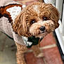 dog, curly_hair, brown_dog, sweater, pet_clothing, cute, looking_up, outdoor, brick_floor, concrete_floor, close_up, portrait, furry, animal, companion, domestic_animal, friendly, curious, small_dog, fluffy