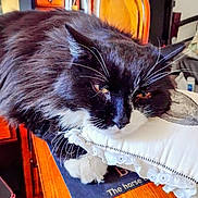Black joined the competition — help win amazing prizes! cat, tuxedo_cat, whiskers, pillow, lace_trim, wooden_table, indoor, pet, close_up, fur, orange_eyes, book, tablet, bedroom, relaxed, sleepy, white_paws, black_fur, furniture, nose