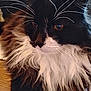 Black is registered to the contest to win money with this photo: cat, tuxedo_cat, long_hair, whiskers, close_up, portrait, pet, feline, indoor, fluffy, black_and_white, white_mane, brown_eyes, nose, face, fur, relaxed, sitting, majestic, long_whiskers