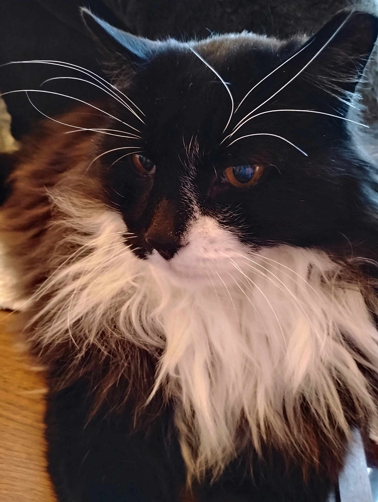Black is registered to the contest to win money with this photo: cat, tuxedo_cat, long_hair, whiskers, close_up, portrait, pet, feline, indoor, fluffy, black_and_white, white_mane, brown_eyes, nose, face, fur, relaxed, sitting, majestic, long_whiskers