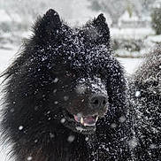 Romeo participe au concours pour gagner de l'argent avec cette photo : dog, black_dog, snow, winter, outdoor, animal, fur, canine, pet, snowflakes, happy, cold, nature, fluffy, portrait, face, nose, ears, mouth, tail