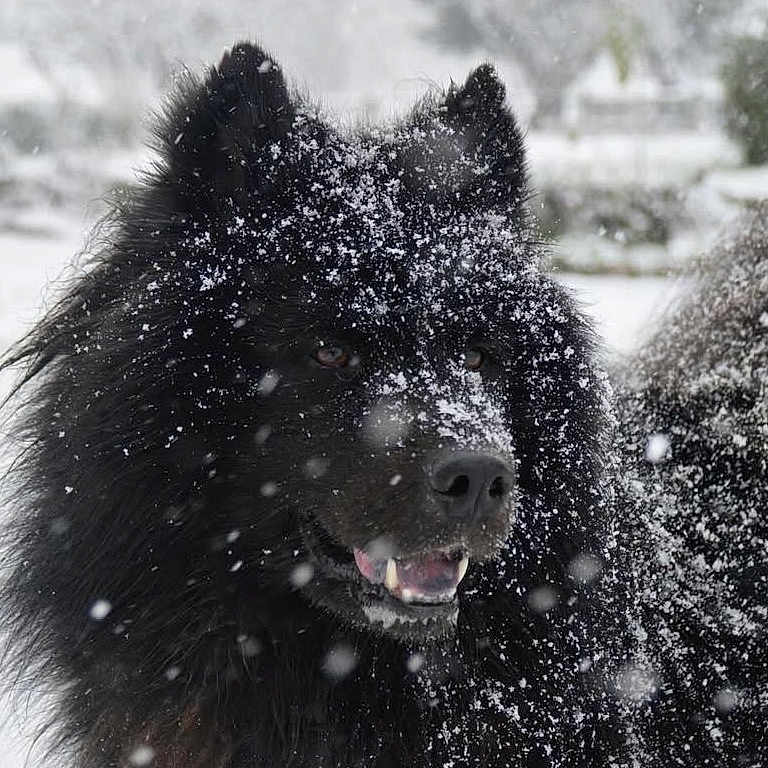 Romeo participe au concours pour gagner de l'argent avec cette photo : animal, black_dog, canine, cold, dog, ears, face, fluffy, fur, happy, mouth, nature, nose, outdoor, pet, portrait, snow, snowflakes, tail, winter