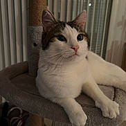 Mc Fly a rejoint le concours — aidez-le/la à gagner de superbes lots ! animal, calm, cat, cat_tree, close_up, cute, domestic_cat, feline, indoor, paws, pet, pink_nose, portrait, quiet, relaxed, resting, soft_fur, tabby, whiskers, white_fur