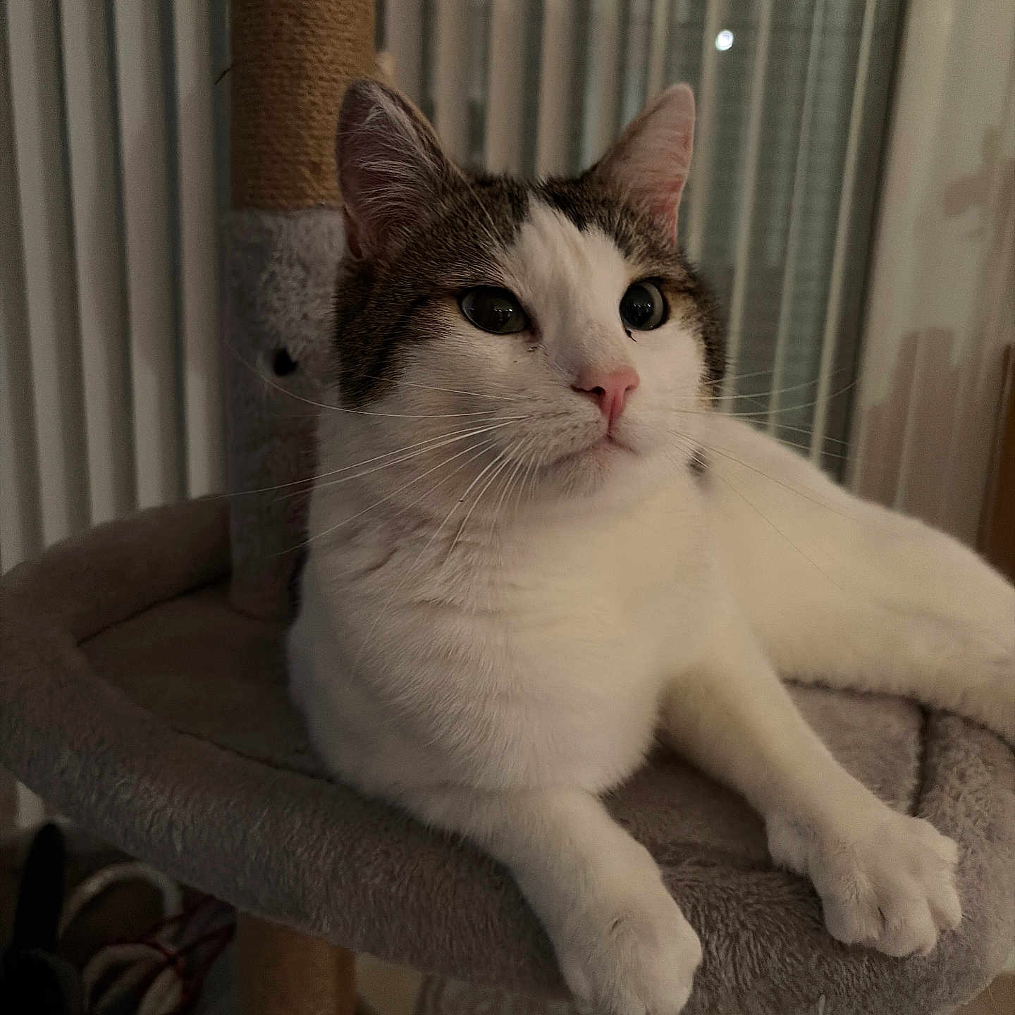Mc Fly a rejoint le concours — aidez-le/la à gagner de superbes lots ! animal, calm, cat, cat_tree, close_up, cute, domestic_cat, feline, indoor, paws, pet, pink_nose, portrait, quiet, relaxed, resting, soft_fur, tabby, whiskers, white_fur