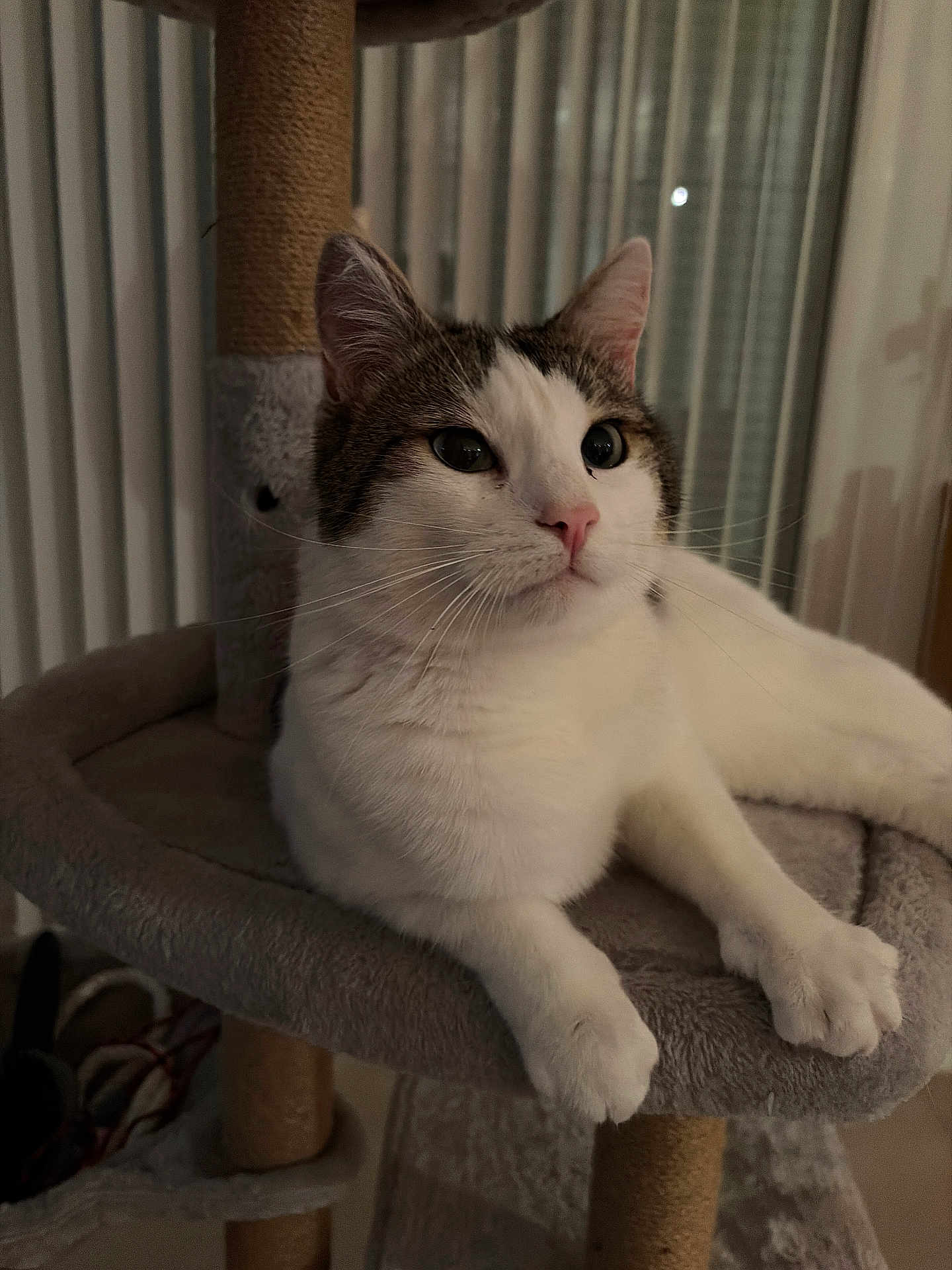 Mc Fly a rejoint le concours — aidez-le/la à gagner de superbes lots ! animal, calm, cat, cat_tree, close_up, cute, domestic_cat, feline, indoor, paws, pet, pink_nose, portrait, quiet, relaxed, resting, soft_fur, tabby, whiskers, white_fur