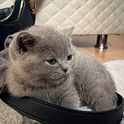 Mina participe au concours pour gagner de l'argent avec cette photo : kitten, cat, grey_cat, pet, fur, fluffy, close_up, blanket, leather_strap, purse, zipper, quilted_bed, indoor, whiskers, cute, cozy, floor, portrait, small_animal, relaxed