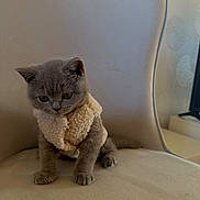 Mina a rejoint le concours — aidez-le/la à gagner de superbes lots ! kitten, cat, grey_cat, pet, indoor, sherpa_vest, clothing, cozy, chair, upholstery, paws, big_eyes, whiskers, portrait, sitting, cute, soft_texture, home_interior, furniture, curiosity