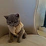 kitten, cat, grey_cat, pet, indoor, sherpa_vest, clothing, cozy, chair, upholstery, paws, big_eyes, whiskers, portrait, sitting, cute, soft_texture, home_interior, furniture, curiosity