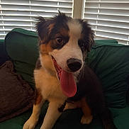 Flower is registered to the contest to win money with this photo: blinds, border_collie, companion_animal, couch, dog, floppy_ears, fur, green_couch, happy, home, indoor, panting, pet, portrait, puppy, sitting, sofa, tongue, tricolor, window