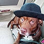 Coco joined the competition — help win amazing prizes! dog, brown_dog, hat, car_seat, leash, pet, canine, animal, indoor, closeup, cute, sitting, looking_up, ears, nose, collar, seatbelt, vehicle_interior, paw, expression
