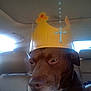 dog, brown_dog, paper_crown, car_interior, backseat, leather_seat, cross, yellow_crown, pet, animal, canine, indoors, window_light, seat, closeup, portrait, unimpressed, sitting, domestic_animal, headwear