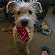 Finnley joined the competition — help win amazing prizes! dog, toy, indoor, carpet, couch, pet, playful, animal, cute, fur, small_dog, pink_toy, yellow_toy, living_room, home, stuffed_toy, playtime, curious, scruffy, canine