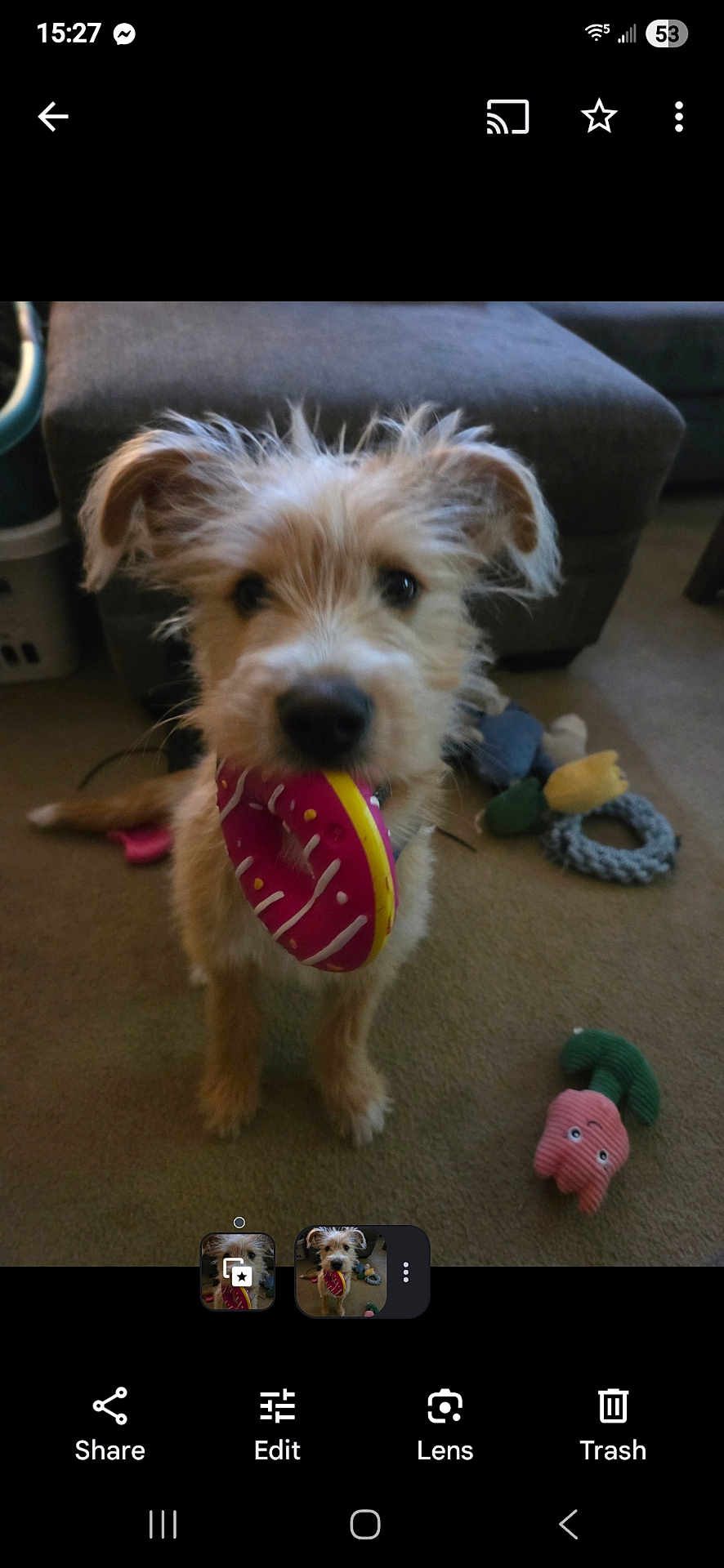 Finnley joined the competition — help win amazing prizes! dog, toy, indoor, carpet, couch, pet, playful, animal, cute, fur, small_dog, pink_toy, yellow_toy, living_room, home, stuffed_toy, playtime, curious, scruffy, canine