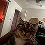 cat, tabby_cat, indoor, ceiling_fan, door, furniture, lamp, whiskers, closeup, animal, pet, curious, face, eyes, human_hand, bedroom, light, shadow, relaxing, cozy