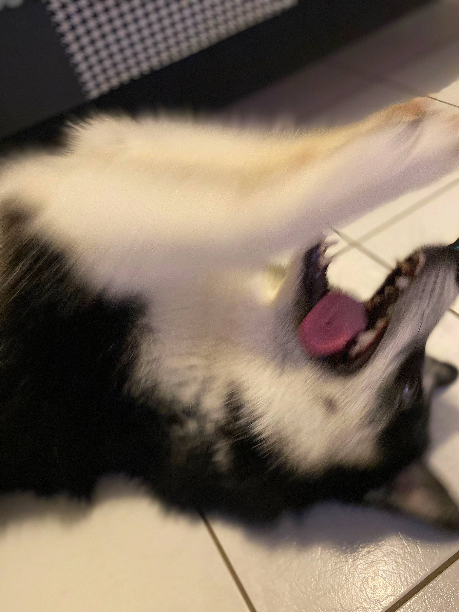 Rockette participe au concours pour gagner de l'argent avec cette photo : carnivore, cat, claw, cloud, companion_dog, dog_breed, domestic_short_haired_cat, eye, fang, felidae, flooring, foot, fur, paw, small_to_medium_sized_cats, snout, sporting_group, tail, tints_and_shades, whiskers