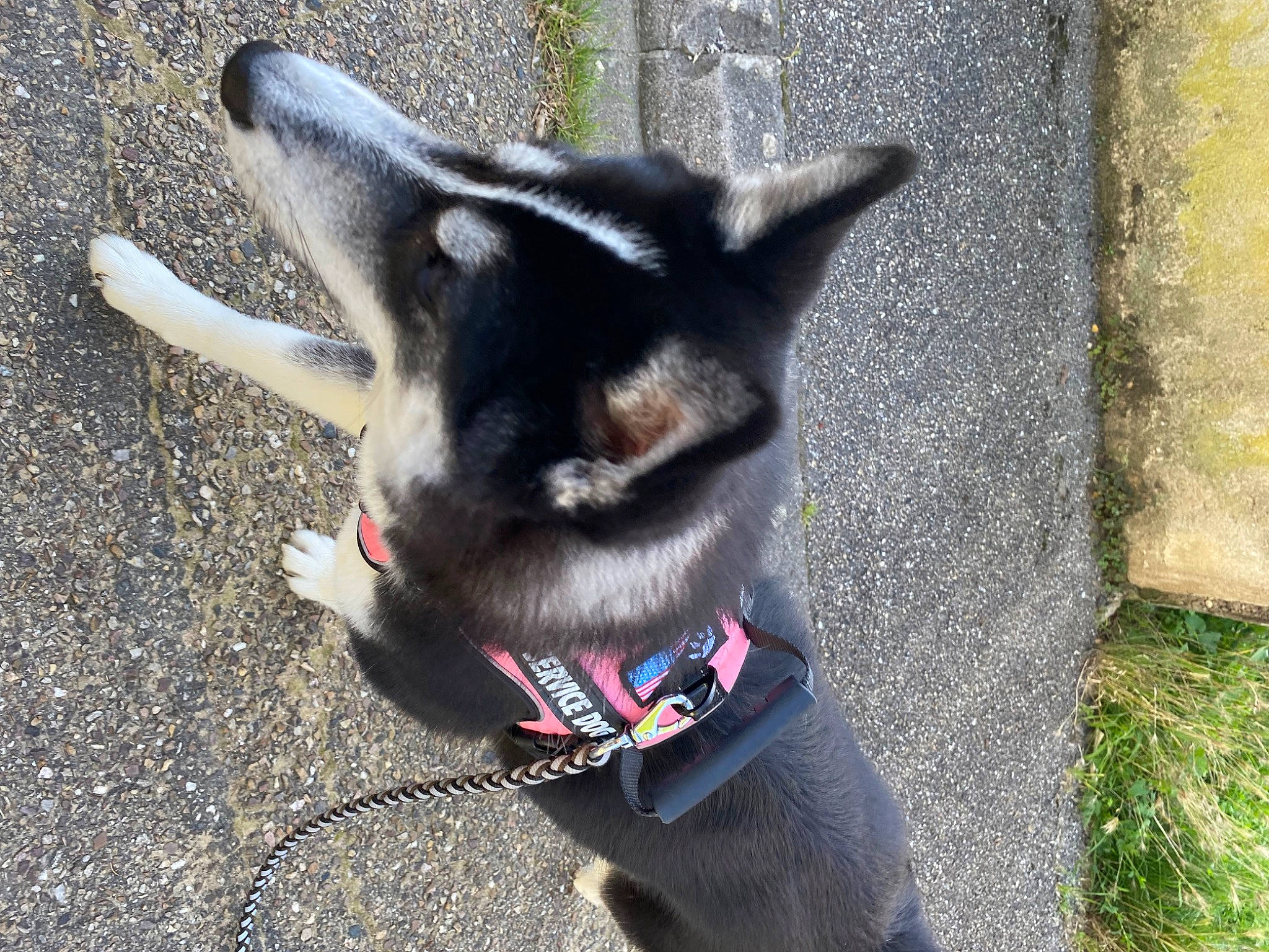 Rockette a rejoint le concours — aidez-le/la à gagner de superbes lots ! canidae, carmine, carnivore, collar, companion_dog, dog, dog_breed, dog_collar, dog_supply, eggplant, fawn, felidae, fur, leash, paw, small_to_medium_sized_cats, sporting_group, tail, whiskers, working_animal