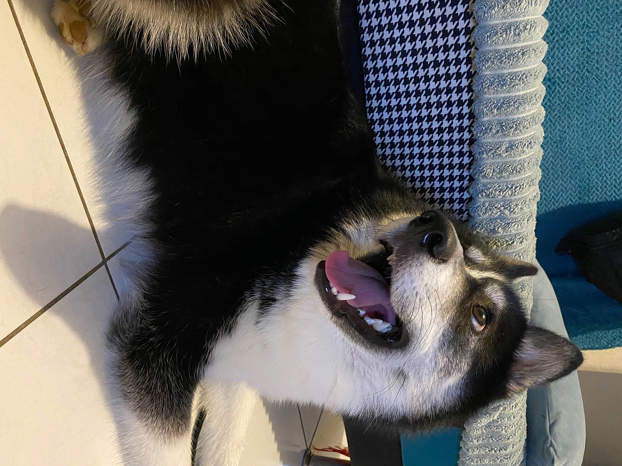 Rockette a rejoint le concours — aidez-le/la à gagner de superbes lots ! biting, carnivore, claw, collar, companion_dog, curtain, dog_breed, domestic_short_haired_cat, fang, felidae, foot, fur, paw, pet_supply, small_to_medium_sized_cats, snout, tail, terrestrial_animal, whiskers, yawn