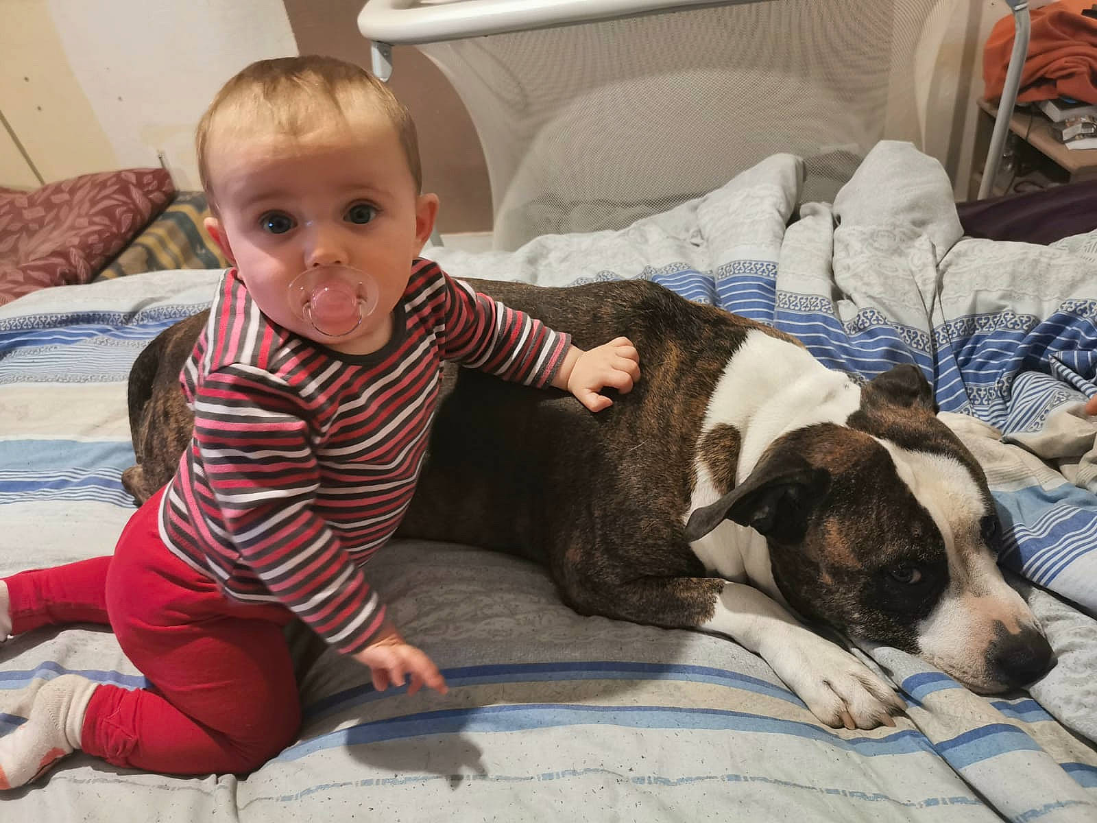 Lyssana a rejoint le concours — aidez-le/la à gagner de superbes lots ! baby, baby_toddler_clothing, carnivore, child, comfort, companion_dog, couch, dog, dog_breed, fawn, flooring, fur, lap, linens, living_room, person, pillow, room, sitting, surprise