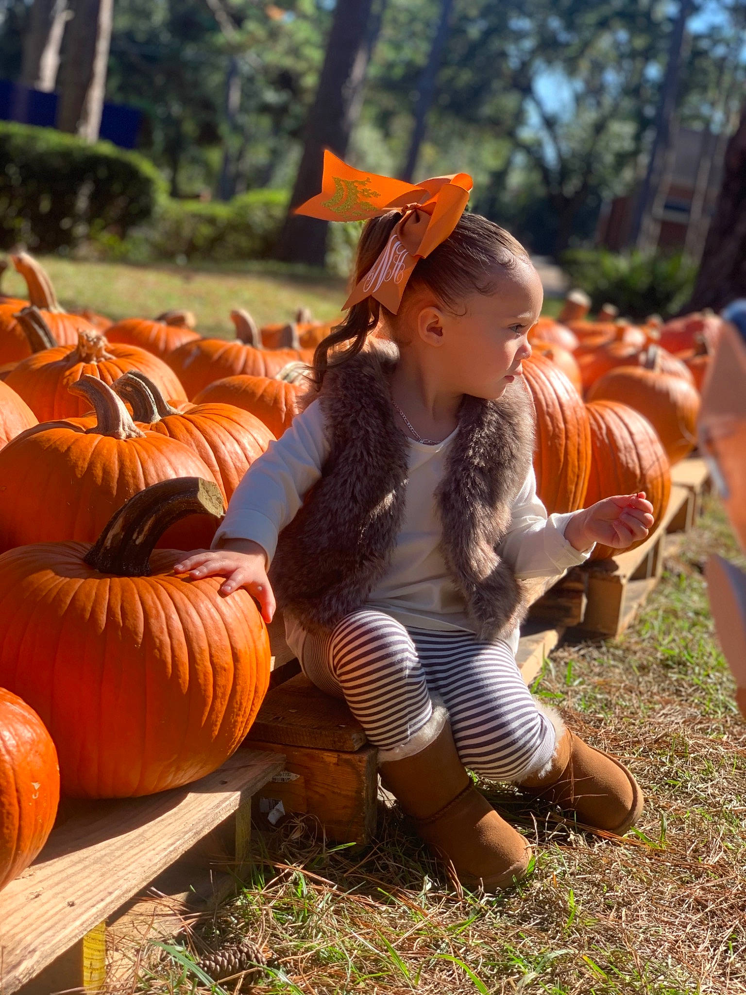Hermione joined the competition — help win amazing prizes! autumn, calabaza, cucurbita, fawn, gourd, grass, person, plant, pumpkin, winter_squash