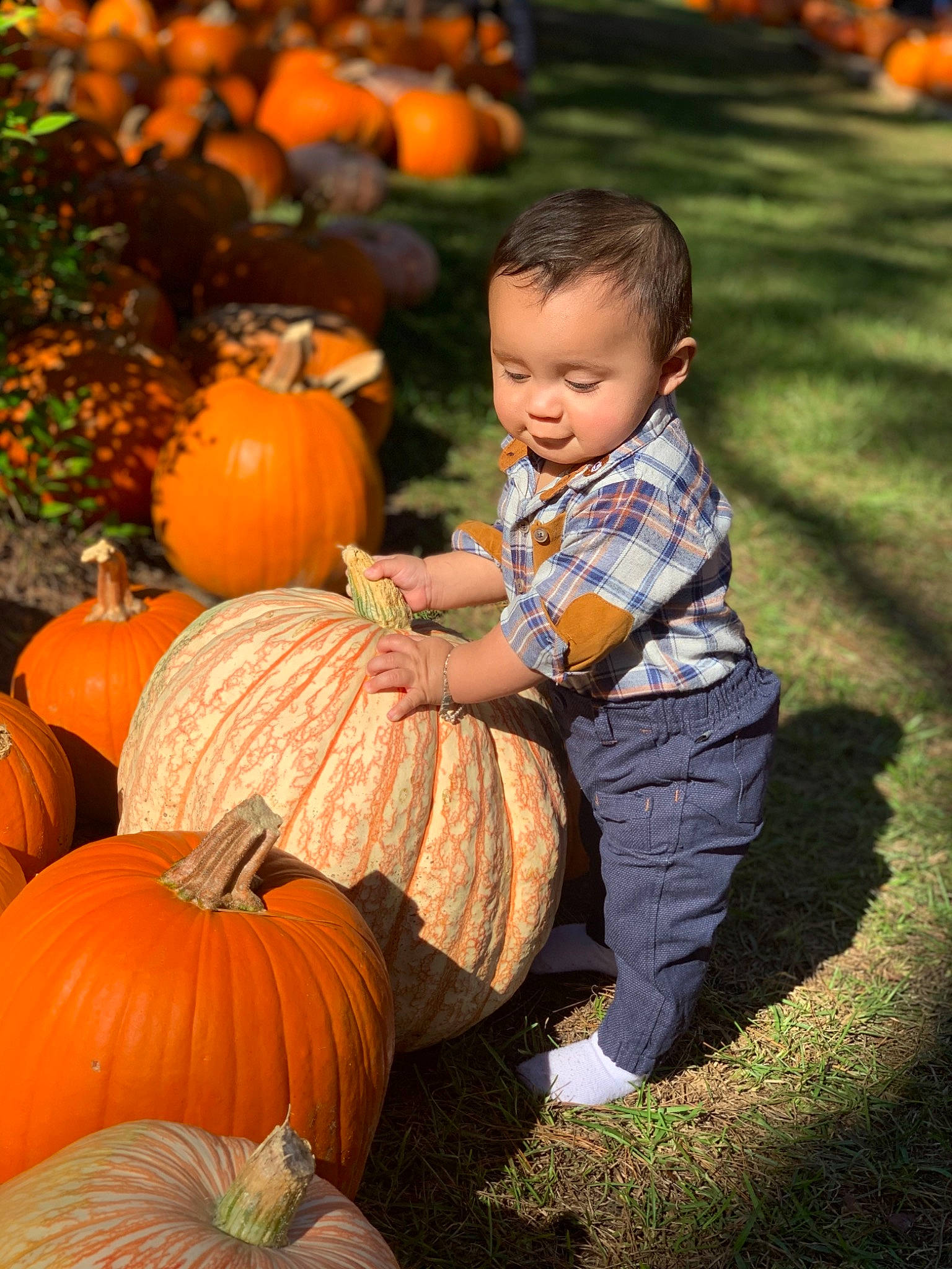 Castiel joined the competition — help win amazing prizes! _and_melon_family, _gourd, autumn, calabaza, child, cucumber, cucurbita, food, fruit, gourd, local_food, natural_foods, orange, person, plant, produce, pumpkin, squash, toddler, vegetable