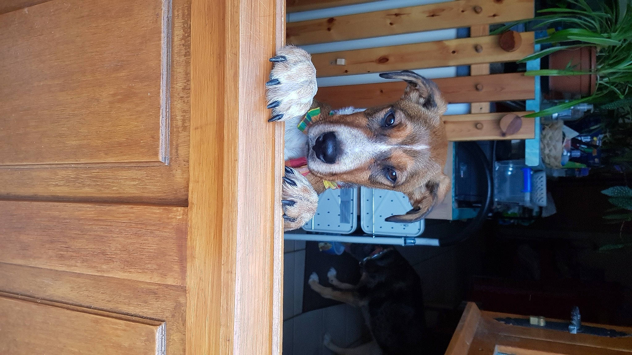 Toumy participe au concours pour gagner de l'argent avec cette photo : canidae, carnivore, chair, companion_dog, dog, dog_breed, door, fawn, fur, hardwood, home_door, houseplant, plank, room, snout, sporting_group, varnish, wood, wood_stain, working_animal