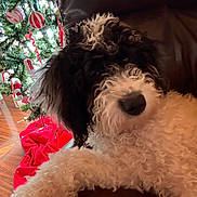 Charlie is registered to the contest to win money with this photo: dog, curly_hair, black_and_white, leather_chair, christmas_tree, ornaments, candy_cane, holiday, festive, fur, pet, indoor, cozy, relaxing, background, red, white, green, wood_floor, decor