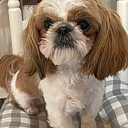 Graycee joined the competition — help win amazing prizes! dog, pet, fluffy, brown_and_white, small_dog, cushion, checkered_pattern, chair, cotton_stems, vase, indoor, close_up, fur, cute, animal, portrait, sitting, domestic_animal, furniture, cozy