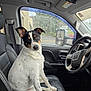 dog, passenger_seat, steering_wheel, car_interior, leather_seat, raindrops, window, side_mirror, seatbelt, white_coat, black_spots, looking_at_camera, ears_up, sitting, paw, portrait, wet_weather, dashboard, denali, parking_lot