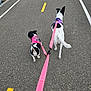 dog, two_dogs, leash, pink_leash, harness, pink_harness, purple_harness, asphalt, paved_path, bike_lane, walking, outdoors, waterfront, railing, perspective_view, black_and_white_coat, small_dog, medium_dog, tail, ears