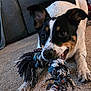 Lola is registered to the contest to win money with this photo: dog, pet, rope_toy, chewing, carpet, couch, paw, snout, ears, eyes, tricolor, black_and_white, close_up, portrait, indoor, playful, fur, canine, living_room, cute