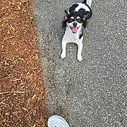 Zoe joined the competition — help win amazing prizes! dog, small_dog, black_and_white, smiling, tongue_out, sitting, looking_up, ears_up, tail, pavement, gravel, mulch, wood_chips, sneaker, shoe, human_foot, outdoor, pet, closeup, happy