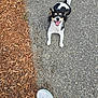 dog, small_dog, black_and_white, smiling, tongue_out, sitting, looking_up, ears_up, tail, pavement, gravel, mulch, wood_chips, sneaker, shoe, human_foot, outdoor, pet, closeup, happy