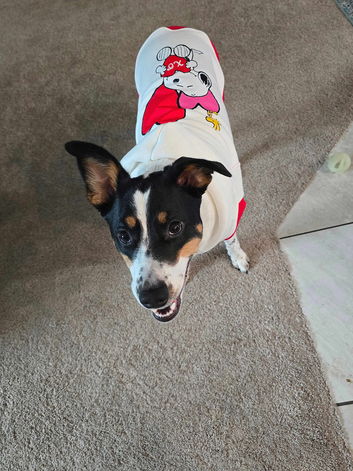Zoe is registered to the contest to win money with this photo: dog, dog_face, ears, eyes, nose, mouth, teeth, hoodie, cartoon_print, carpet, tile_floor, paw, indoor, looking_up, smiling, black_and_white, tricolor, pet, cute, companion