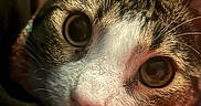 Godzilla joined the competition — help win amazing prizes! cat, close_up, pet, animal, feline, whiskers, eyes, nose, ear, fur, paw, blanket, cozy, indoor, cute, curious, domestic_animal, face, portrait, soft