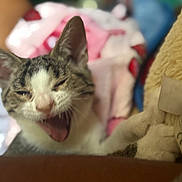Godzilla joined the competition — help win amazing prizes! cat, sleepy, yawning, pet, indoor, blanket, plush_toy, closeup, feline, cute, cozy, fur, whiskers, ears, mouth_open, resting, domestic_animal, animal, soft, blurred_background