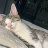 Godzilla joined the competition — help win amazing prizes! cat, sleeping, tabby, white_fur, pet, cozy, blanket, indoors, relaxation, fur, animal, cute, resting, whiskers, ears, face, peaceful, soft_texture, quiet, comfort