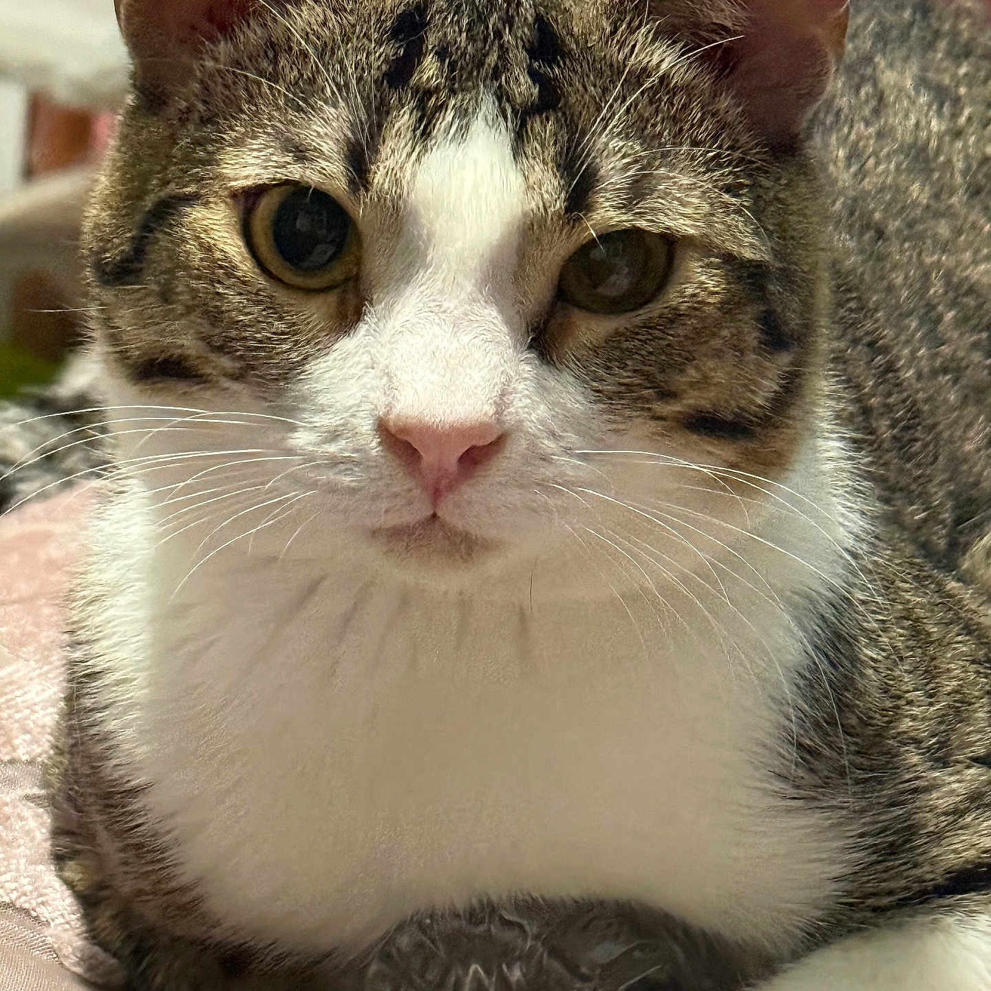 Godzilla is registered to the contest to win money with this photo: cat, tabby, white_fur, close_up, pet, animal, whiskers, ears, face, eyes, indoor, resting, cute, feline, domestic_animal, fur, nose, portrait, mammal, soft_lighting