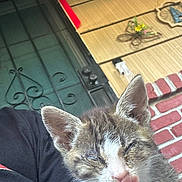 Godzilla is registered to the contest to win money with this photo: animal, black_shirt, brick_wall, cat, close_up, cute, domestic_animal, door, ears, feline, home, kitten, outdoor, person, pet, playful, porch, tongue_out, whiskers, young_animal
