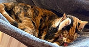 Delilah joined the competition — help win amazing prizes! cat, grooming, hammock, gray_fabric, radiator, indoor, pet, sleeping, resting, animal, fur, striped, calico, paw, tongue, cozy, comfortable, home, relaxing, cute