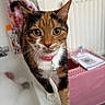Delilah joined the competition — help win amazing prizes! cat, calico_cat, pet, collar, bathtub, bubbles, bathroom, curious, whiskers, pink_collar, indoor, fur, closeup, animal, household, shower_curtain, radiator, pet_carrier, domestic_cat, looking