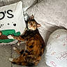 Delilah joined the competition — help win amazing prizes! cat, calico_cat, couch, cushion, pillow, indoor, pet, relaxed, fur, animal, feline, texture, pattern, sofa, home, cozy, resting, looking, collar, cute