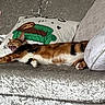 Delilah joined the competition — help win amazing prizes! animal, cat, comfort, couch, cozy, decor, domestic_animal, feline, fur, home, indoor, pet, pillow, relaxing, resting, sleeping, soft, stretching, tabby_cat, yawning