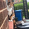 animal, bins, brick_wall, calico_cat, cat, content, daylight, feline, garden, greenery, hedge, nature, outdoor, perched, pet, quiet, sitting, suburban, tail, window