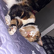 Delilah is registered to the contest to win money with this photo: animal, bed, calico, cat, collar, cozy, cute, domestic, feline, fur, indoor, nap, paws, pet, quilt, relaxed, resting, sleeping, star_pattern, whiskers