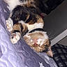animal, bed, calico, cat, collar, cozy, cute, domestic, feline, fur, indoor, nap, paws, pet, quilt, relaxed, resting, sleeping, star_pattern, whiskers