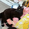 Sabrina joined the competition — help win amazing prizes! black_cat, cat, yellow_eyes, cushion, pink_cushion, yellow_pillow, sun_design, living_room, carpet, sofa, wooden_chair, cable, pet, fur, whiskers, relaxing, indoor, cozy, home_decor, feline
