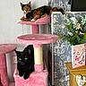Sabrina joined the competition — help win amazing prizes! cat, cats, cat_tree, pink, black_cat, calico_cat, pets, indoor, furniture, flower_arrangement, birthday_card, wallpaper, decor, living_room, relaxing, animal, cute, whiskers, ears, tail
