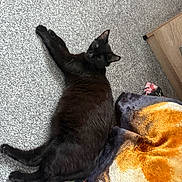 Sabrina is registered to the contest to win money with this photo: black_cat, cat, pet, animal, carpet, floor, blanket, indoor, feline, resting, lying_down, cozy, fur, whiskers, ears, tail, domestic_animal, home, relaxed, comfort